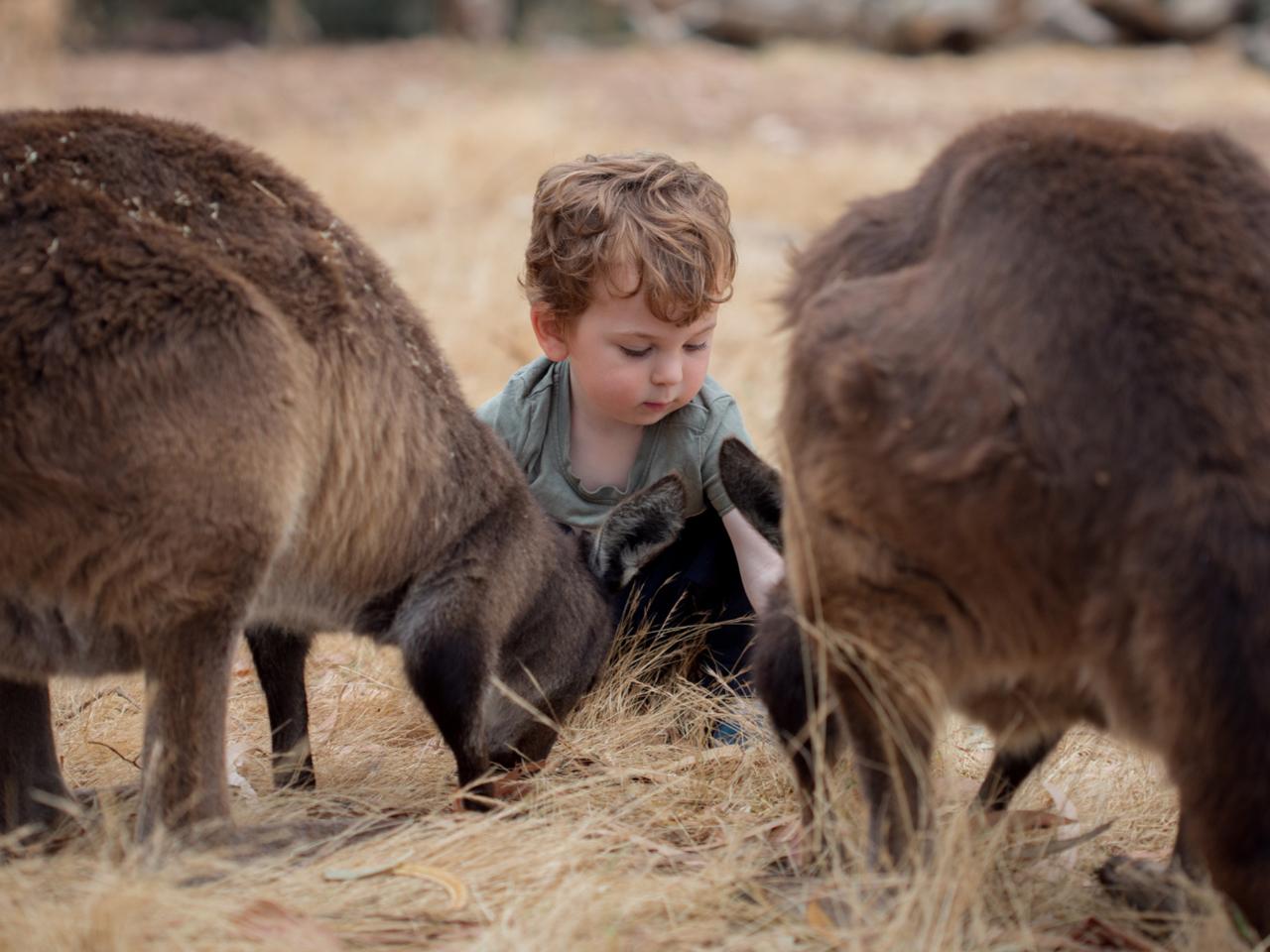 Private Coach - Kangaroo Island Wildlife Discovery 24 Seater