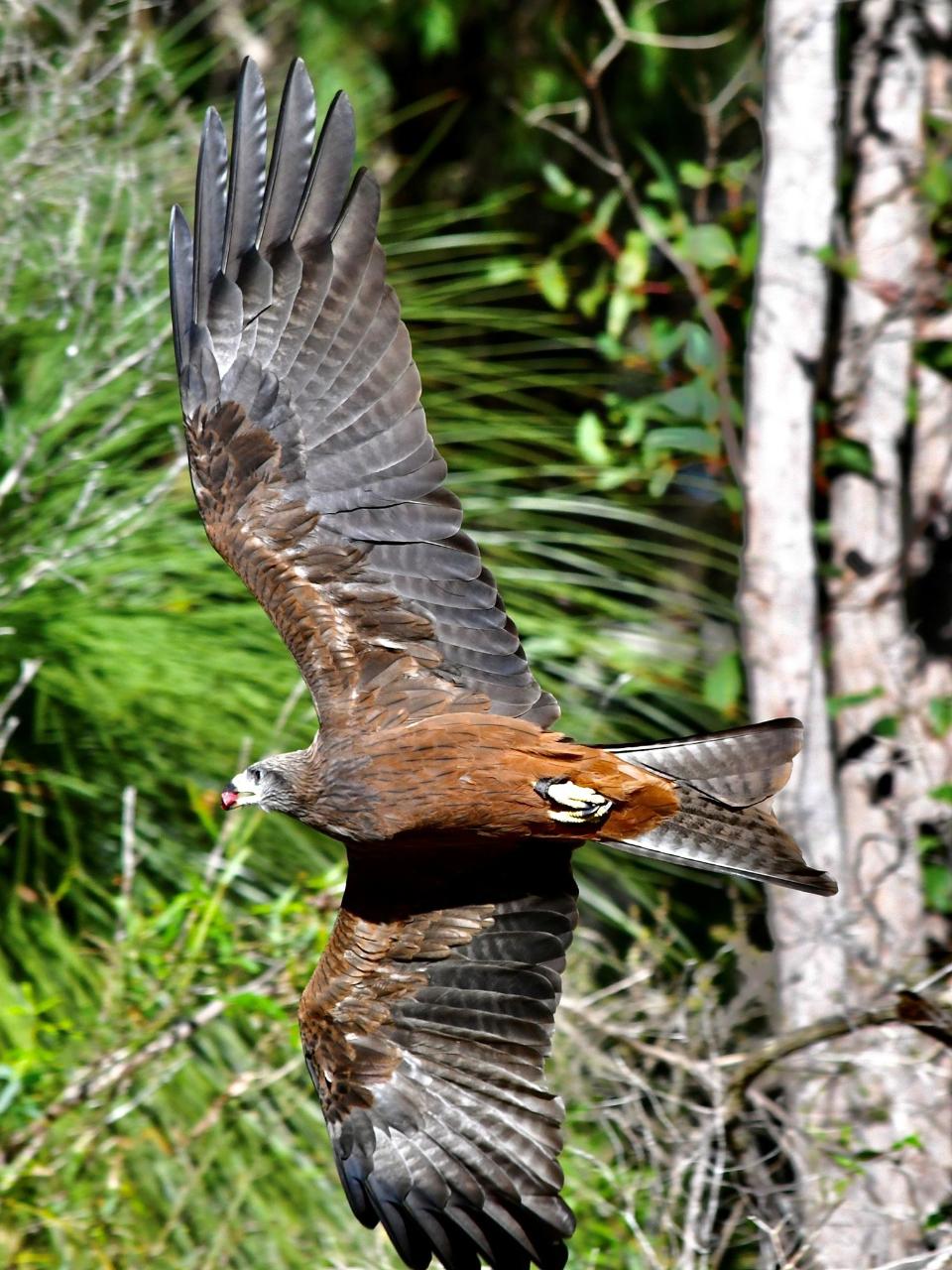 Eagles Heritage Encounters And Birds Of Prey Forest Walk