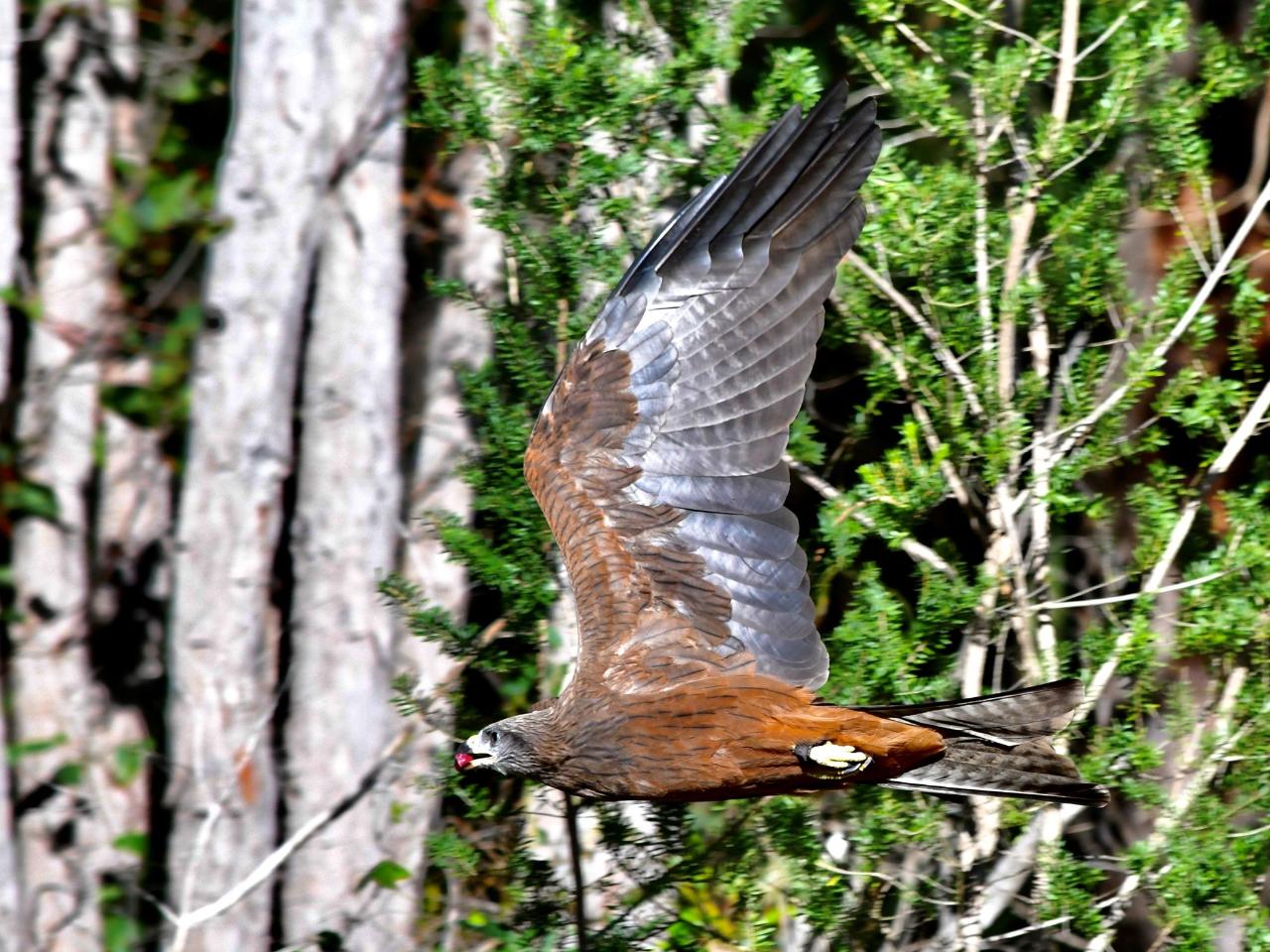 Eagles Heritage Encounters And Birds Of Prey Forest Walk