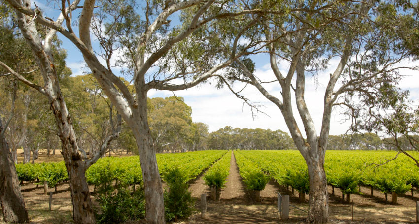 Langhorne Creek And Antique Experience