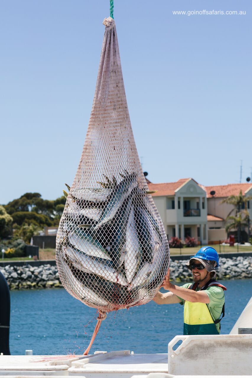 Port Lincoln & Coffin Bay Highlights - 2 Days & 1 Night