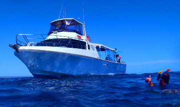 Deluxe Whaleshark Swim Tour Aboard Blue Strike