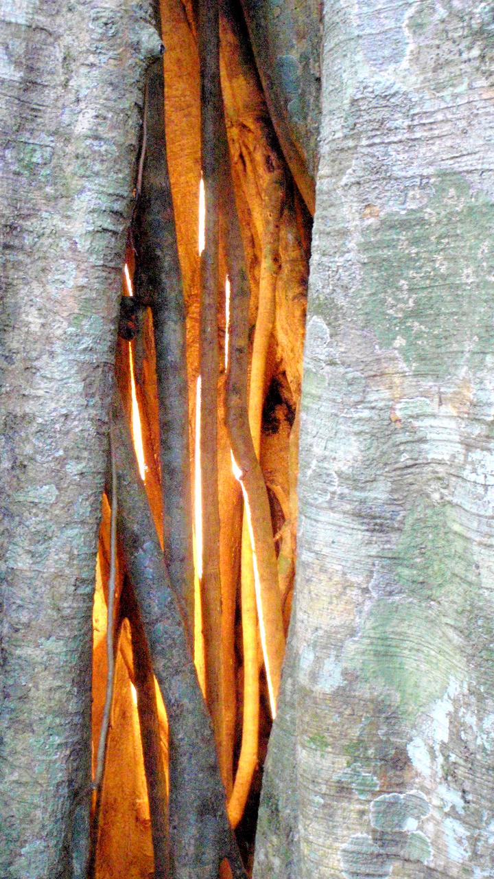 Maiala Rainforest Tour