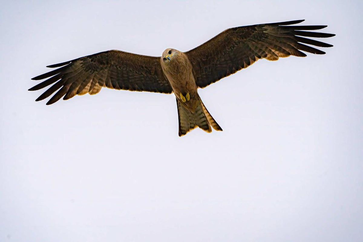 Birds Of Prey Photography Cruise