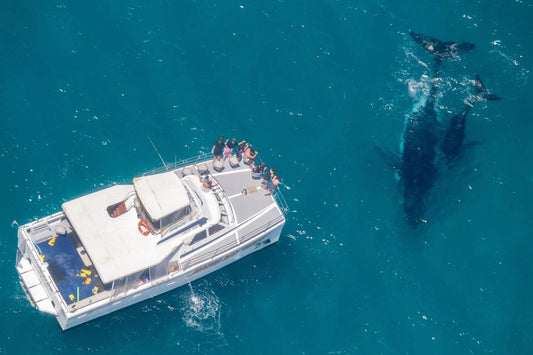Whale Watching Tour