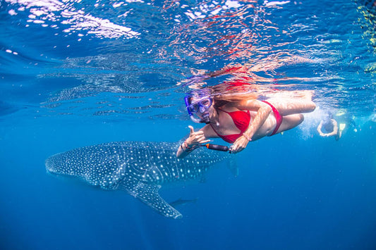 Whale Shark Adventure Swim Exmouth