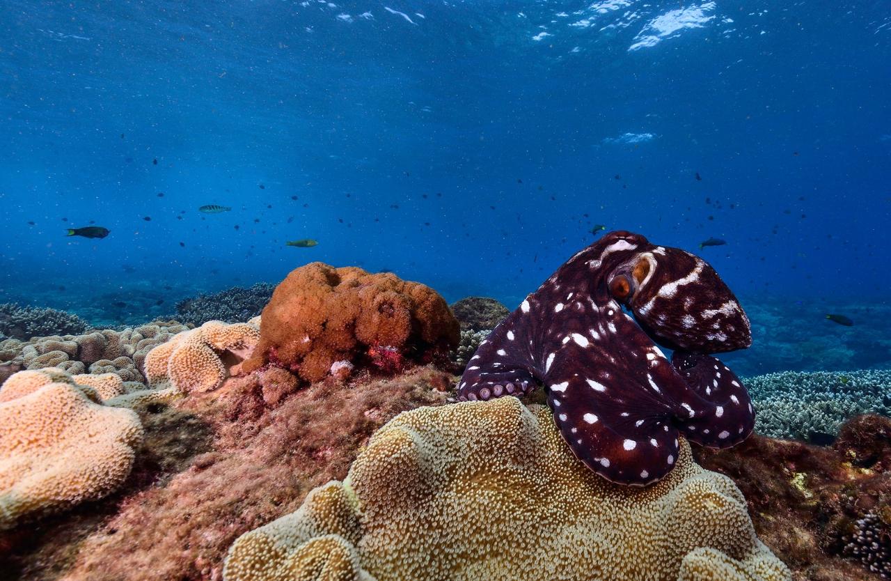 Flinders Reef Dive Trip
