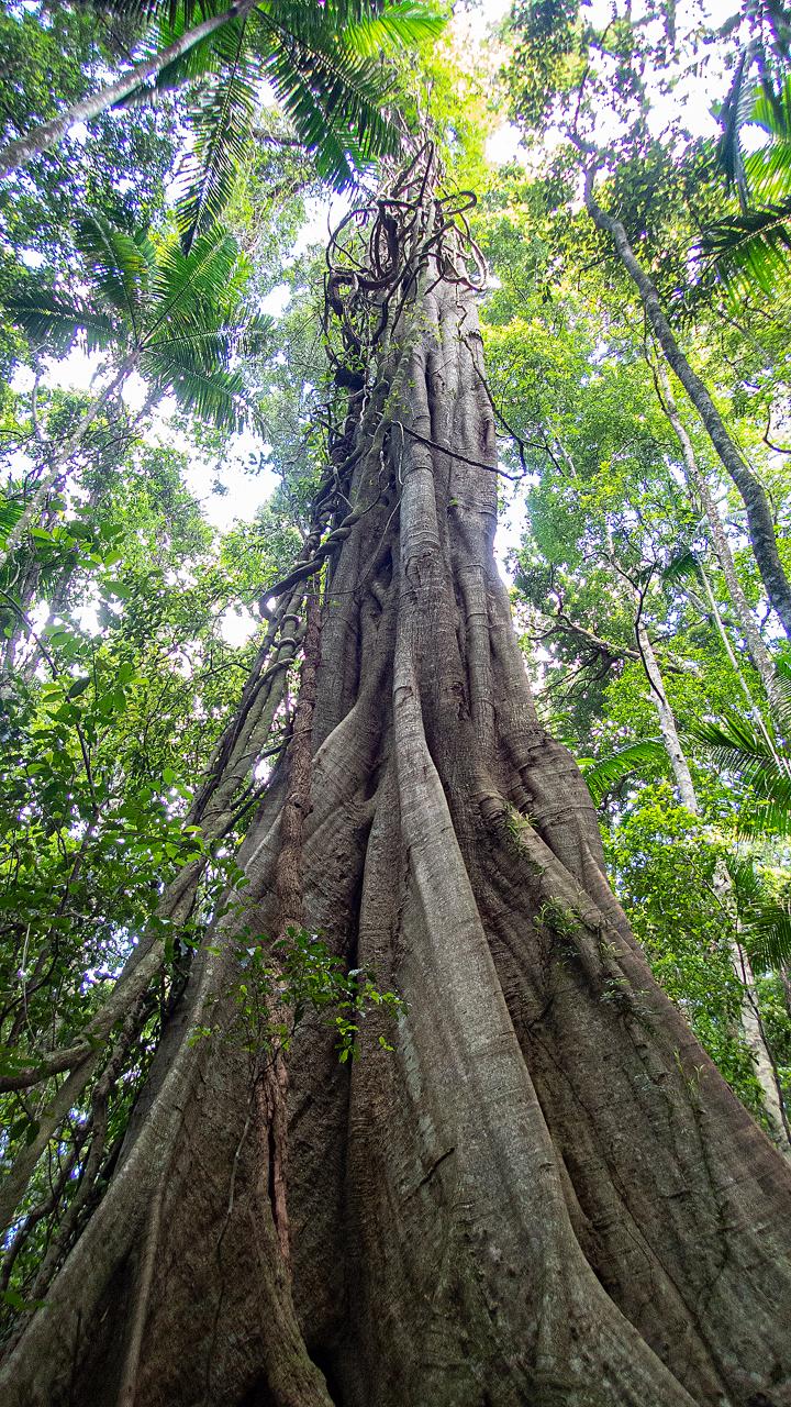 Maiala Rainforest Tour