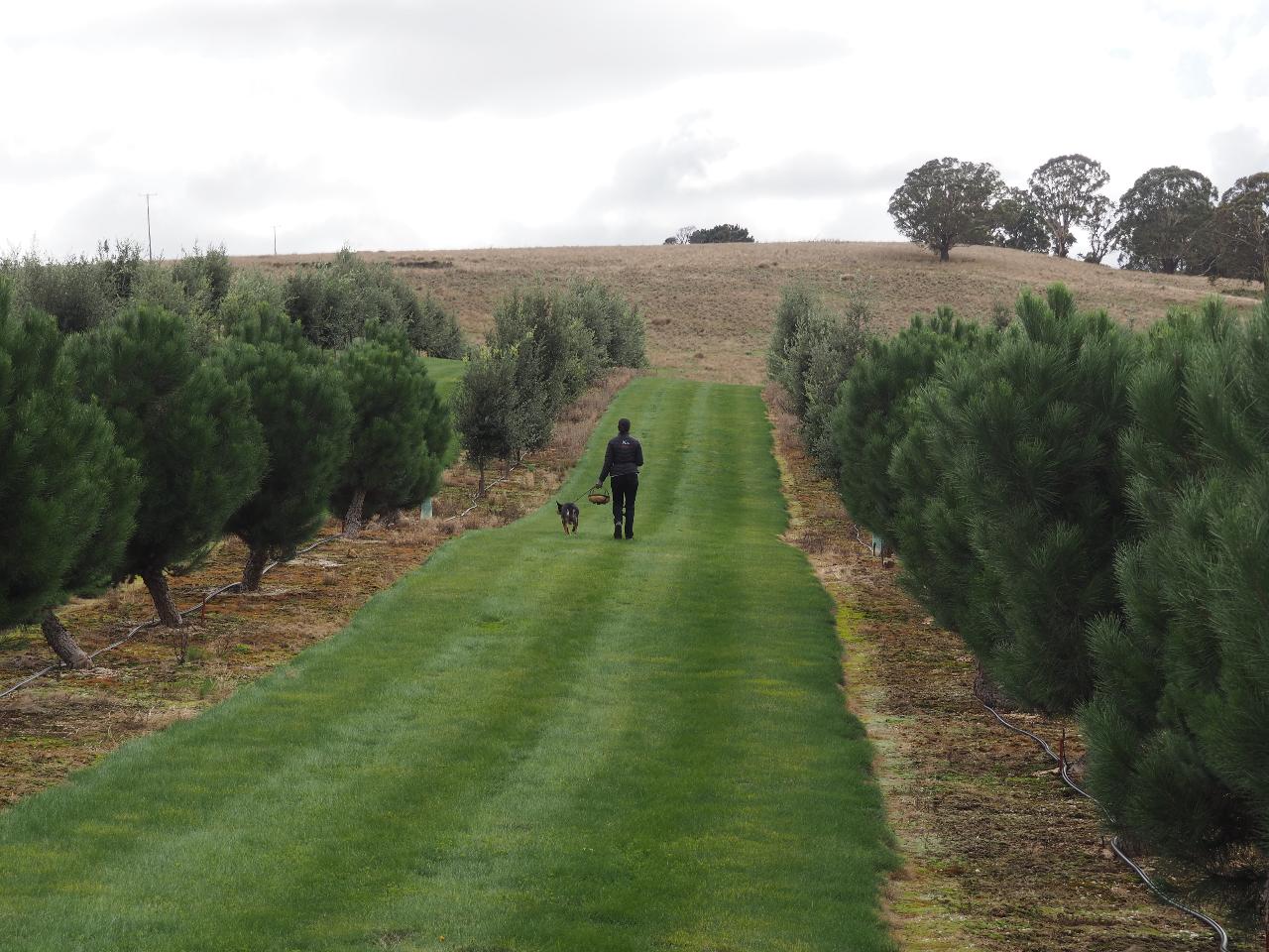 Truffle Hunt, Touch And Taste