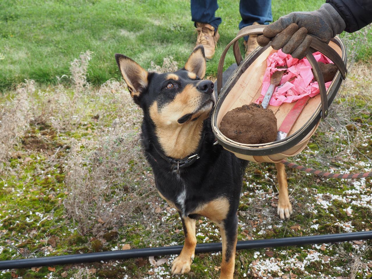 Truffle Hunt, Touch And Taste