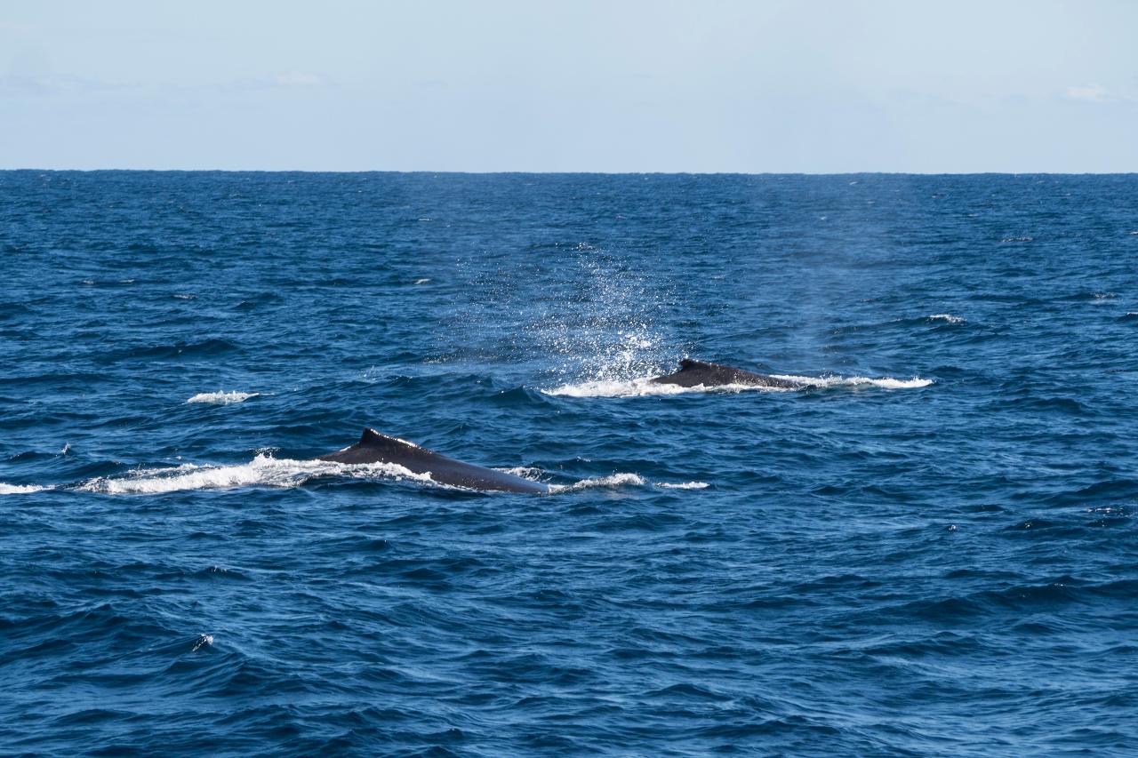 Whale Watching Tour