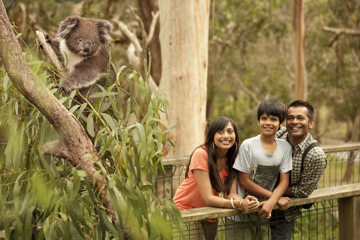 Autopia Tours: Phillip Island & Koala Highlights - Penguins General Viewing
