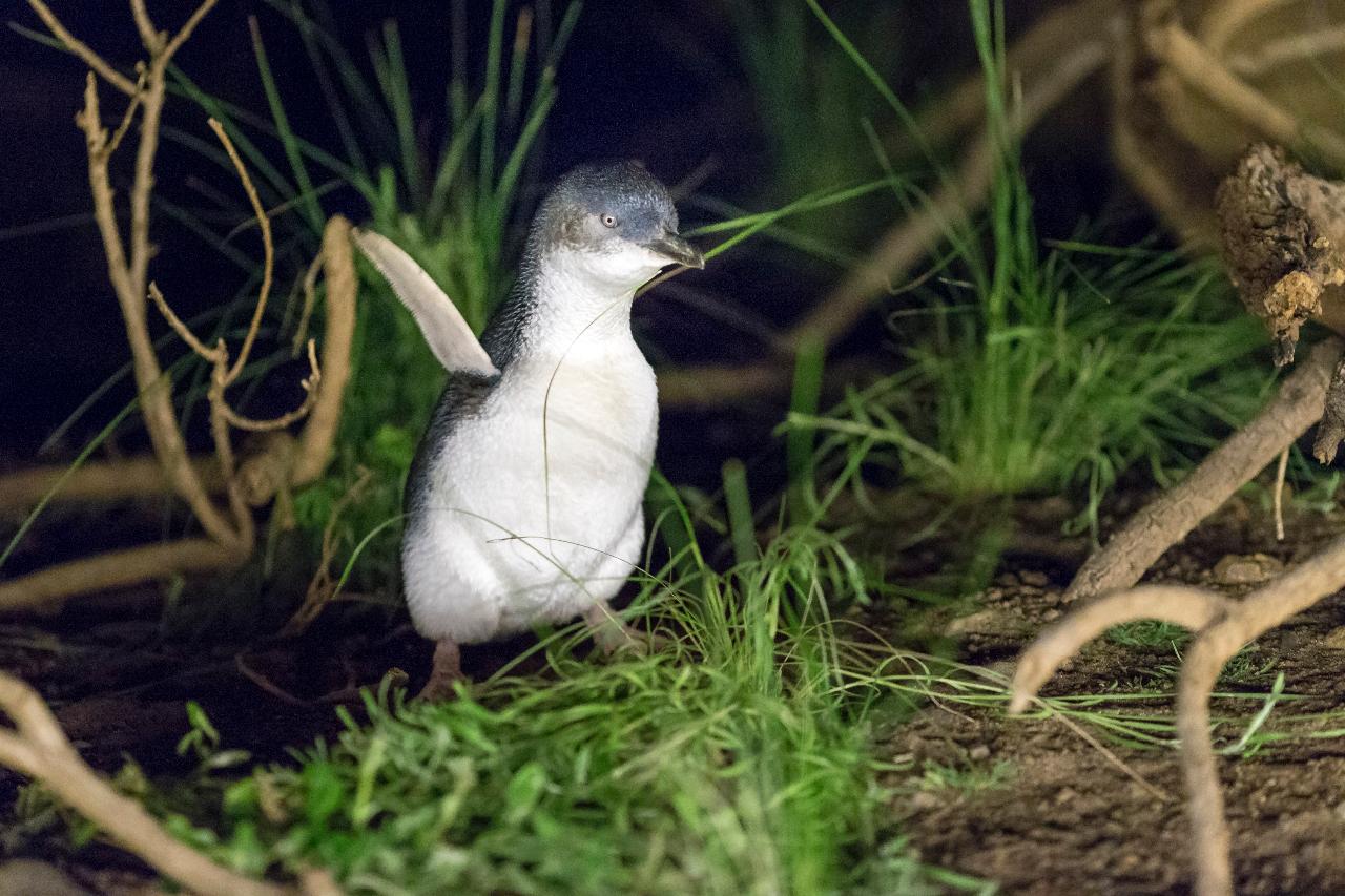 Autopia Tours: Phillip Island & Koala Highlights - Penguins General Viewing