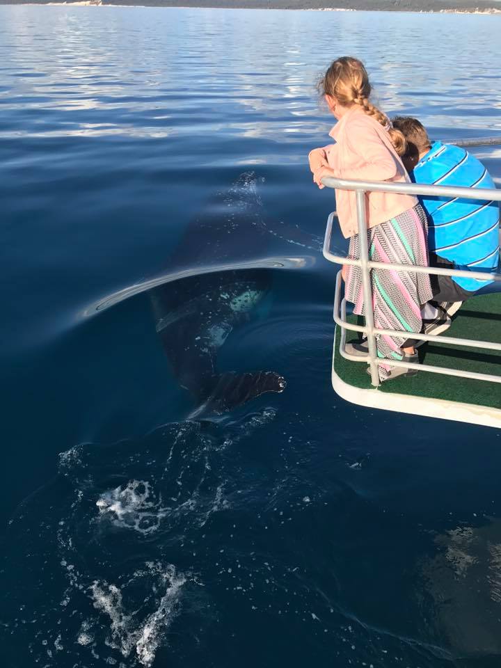 Morning Whale Watch Cruise