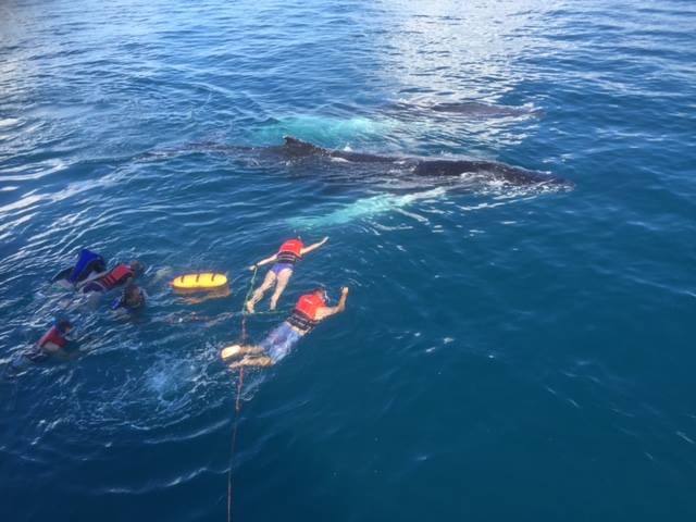 Morning Whale Watch Cruise