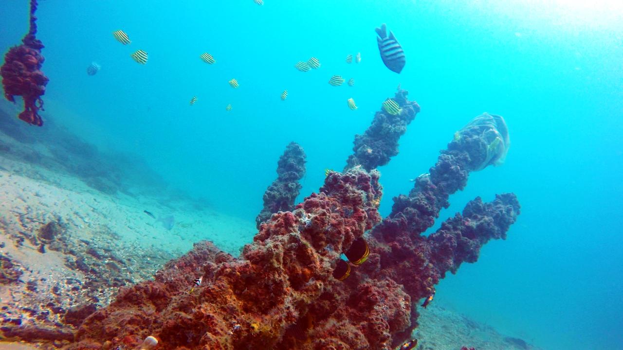 Introductory Scuba Dive & Snorkel