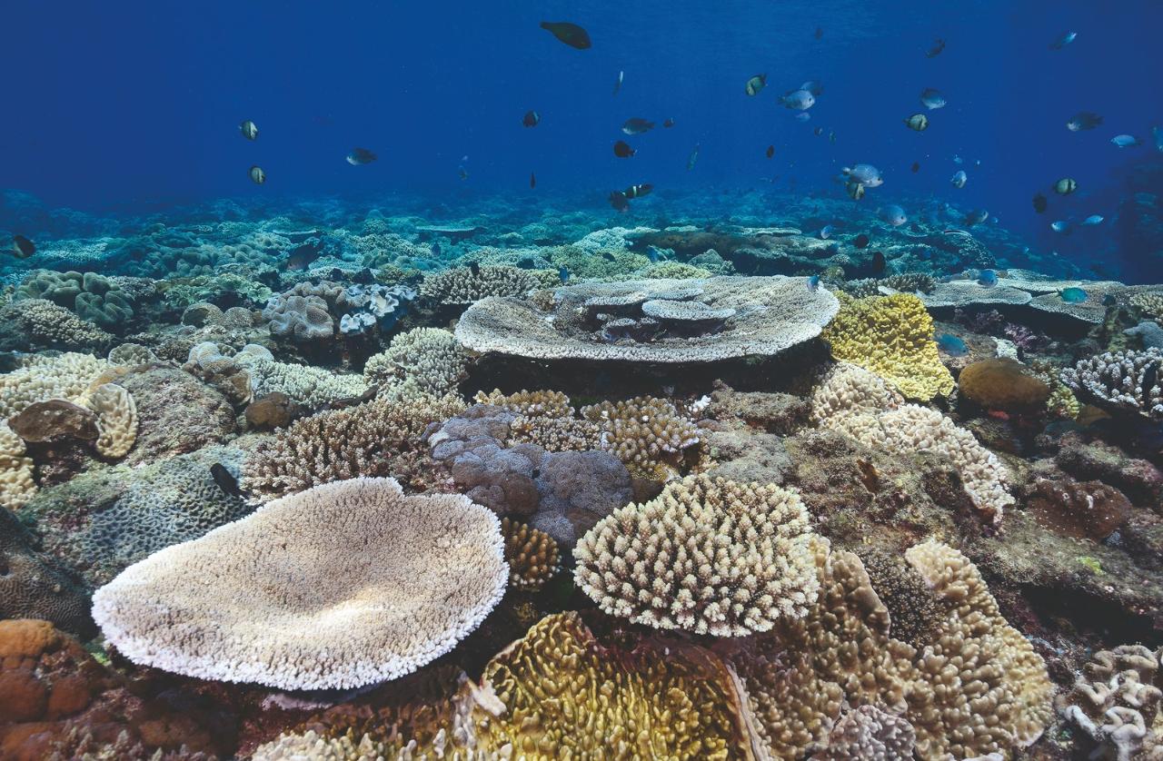 Flinders Reef Dive Trip