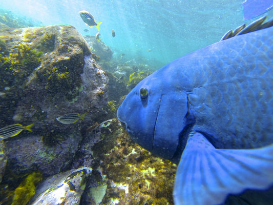 2Hr Manly Snorkel Walk And Talk Tour