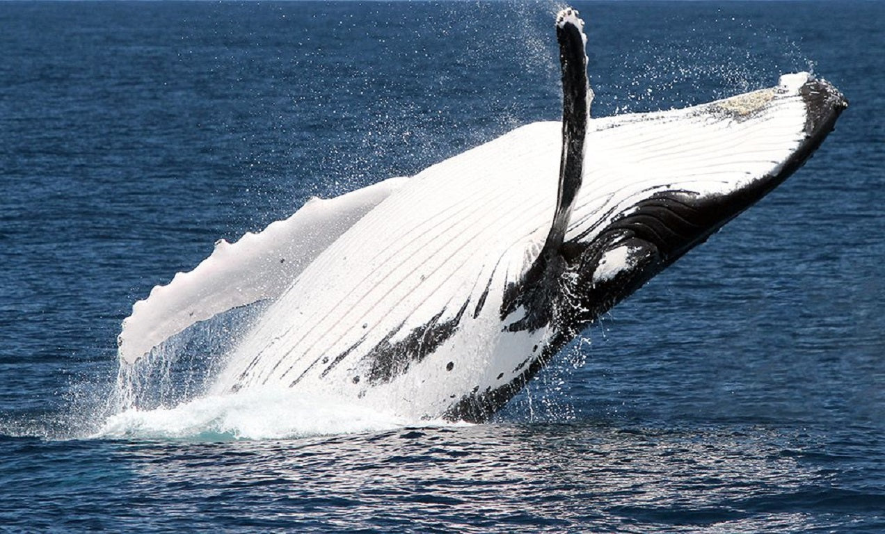 Whale Watching Adventure
