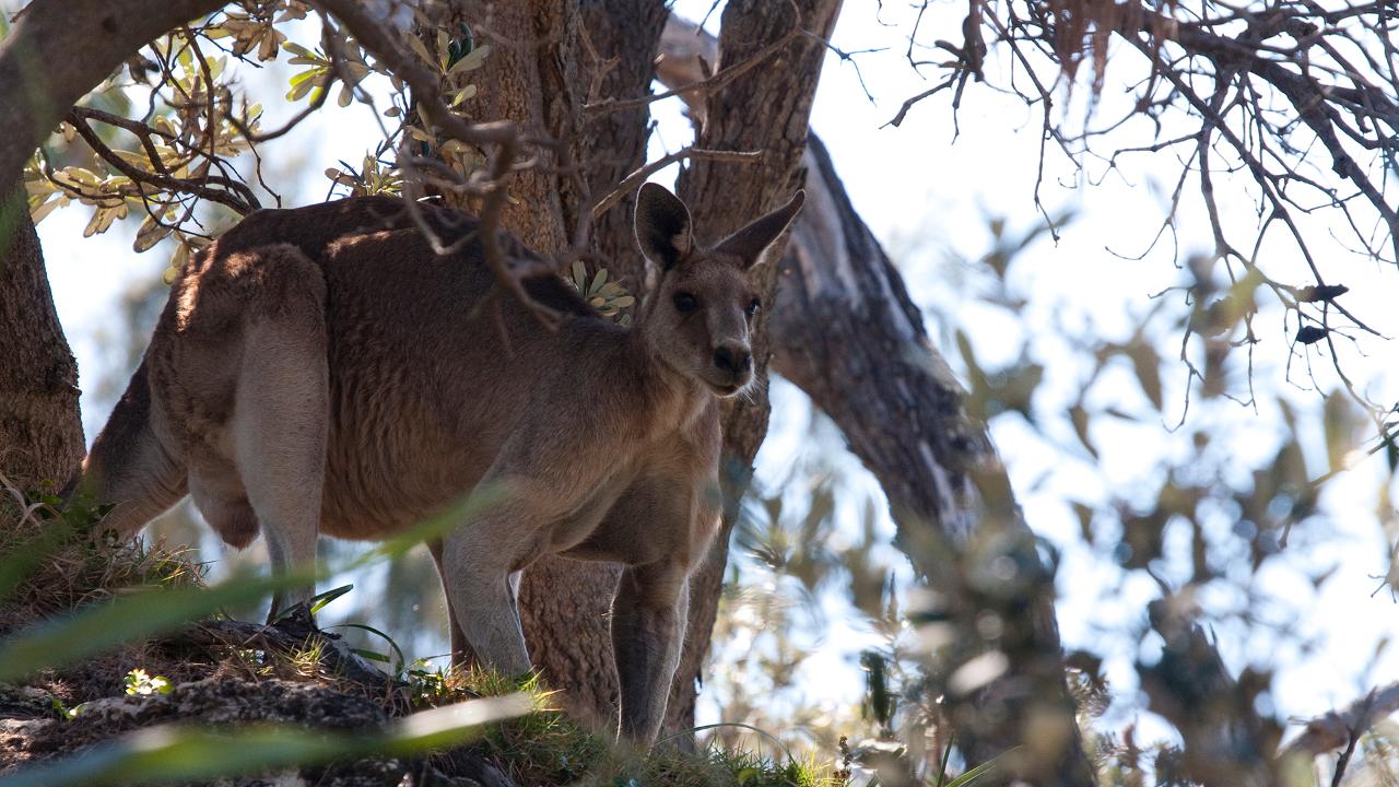 North Stradbroke Island Tour