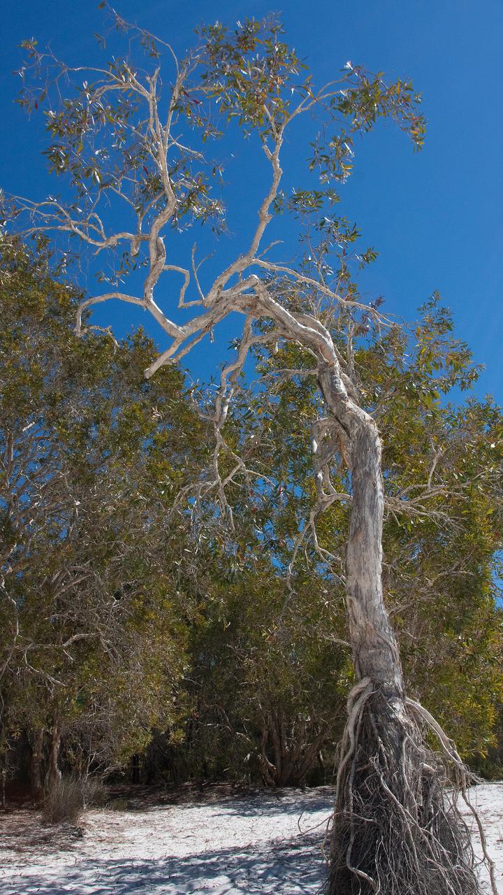 North Stradbroke Island Tour