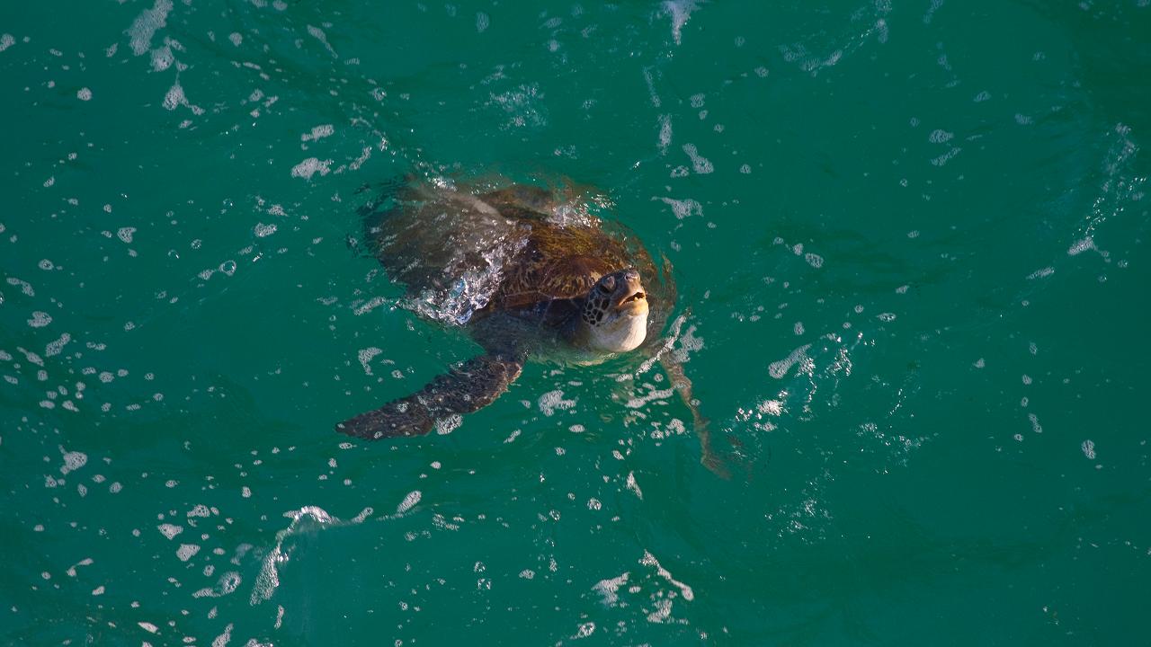 North Stradbroke Island Tour