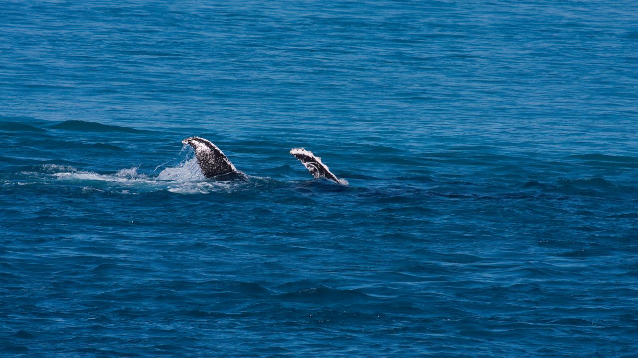 North Stradbroke Island Tour