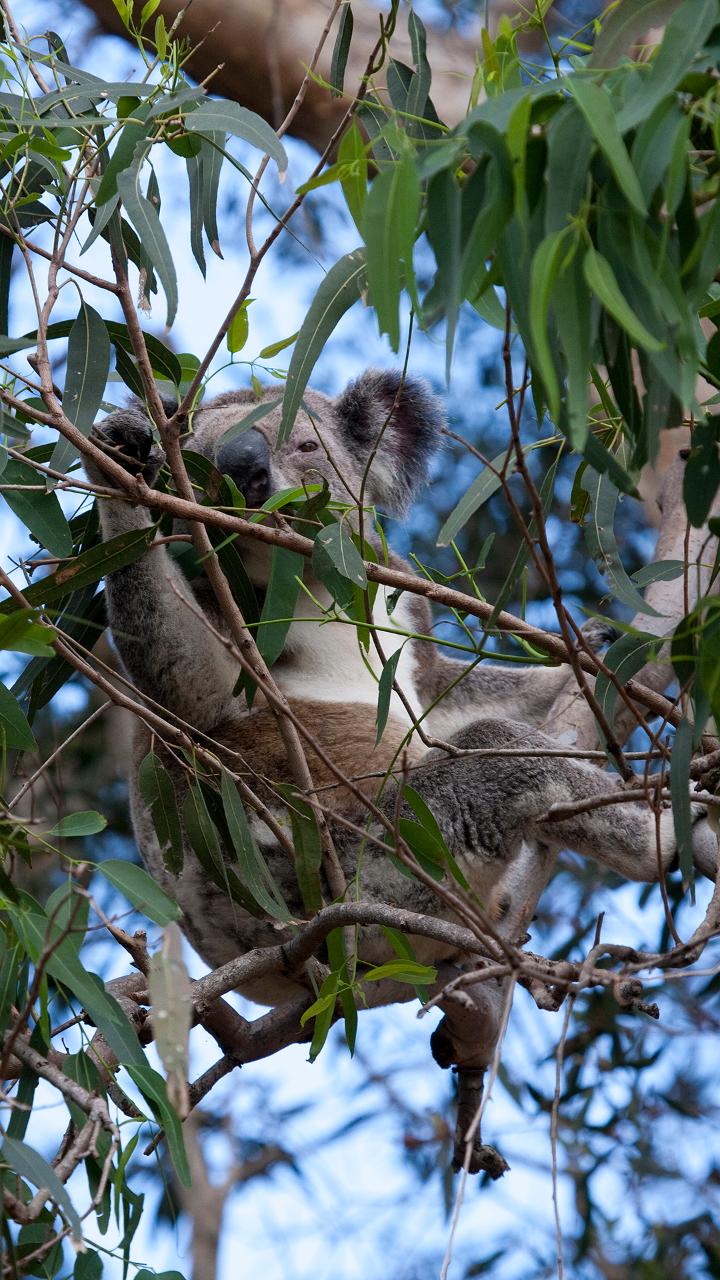 North Stradbroke Island Tour