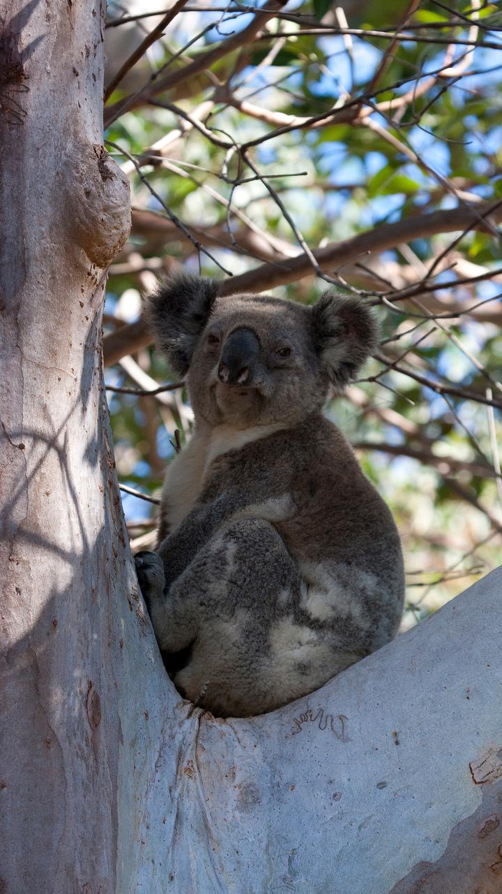 North Stradbroke Island Tour