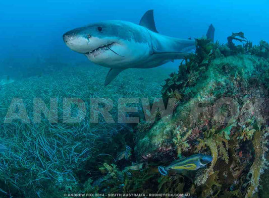 Great White Shark Expedition - 5 Nights