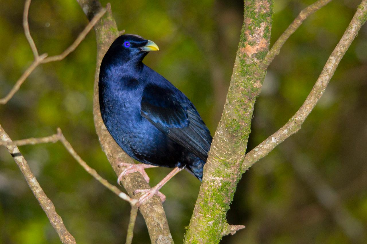 Lamington National Park, O'Reilly's & Vineyard Tour