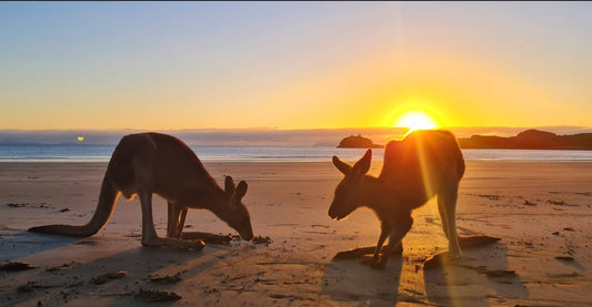 Sunrise With Kangaroos-Departs Airlie Beach