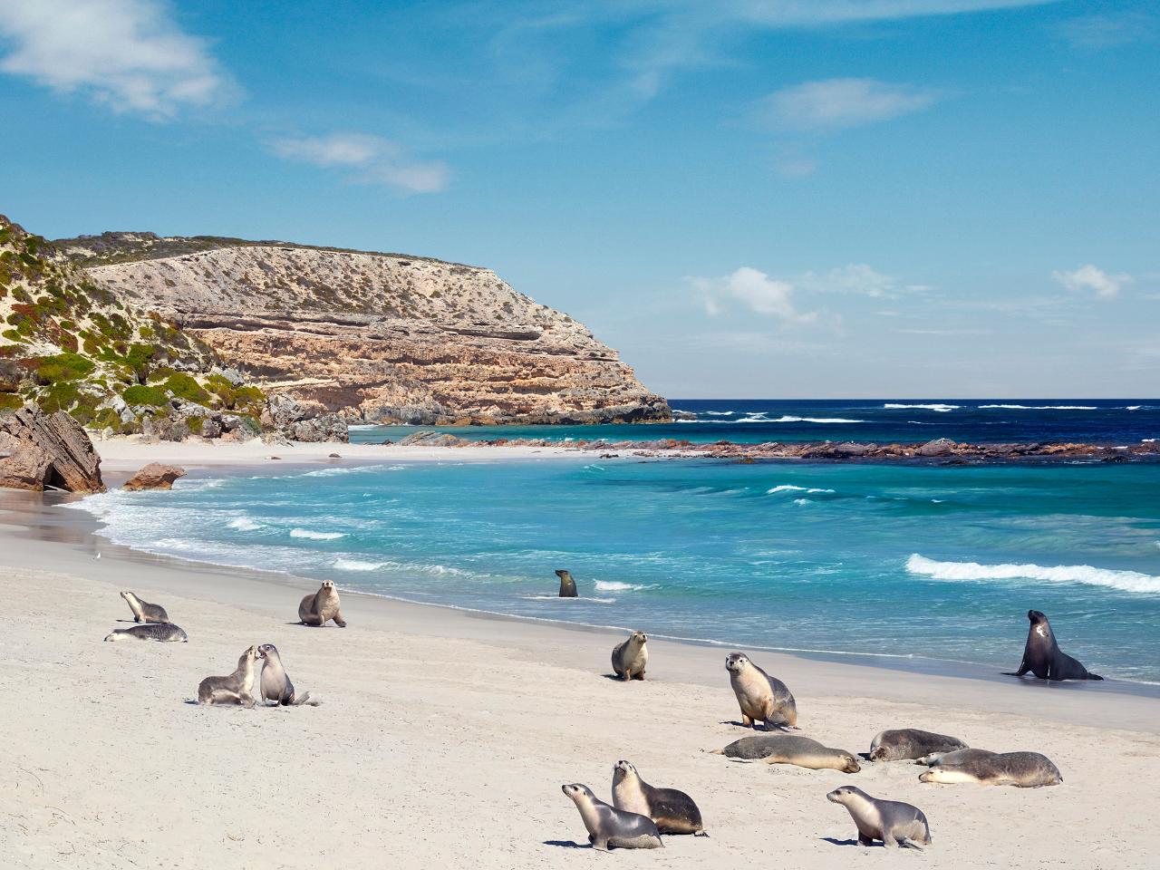 Private Coach - Seal Bay Beach Experience 24 Seater