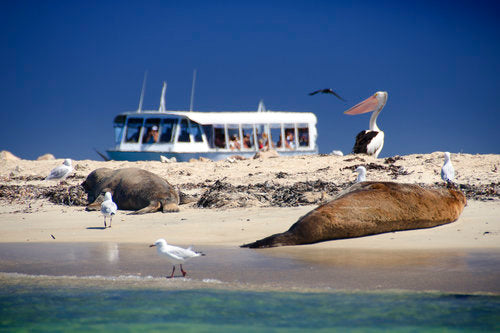 Dolphin, Penguin And Sea Lion Cruise