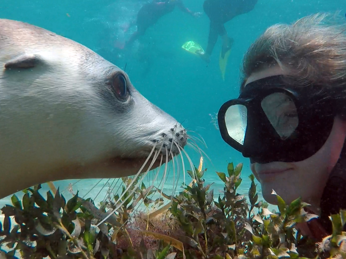 Swim With The Sealions