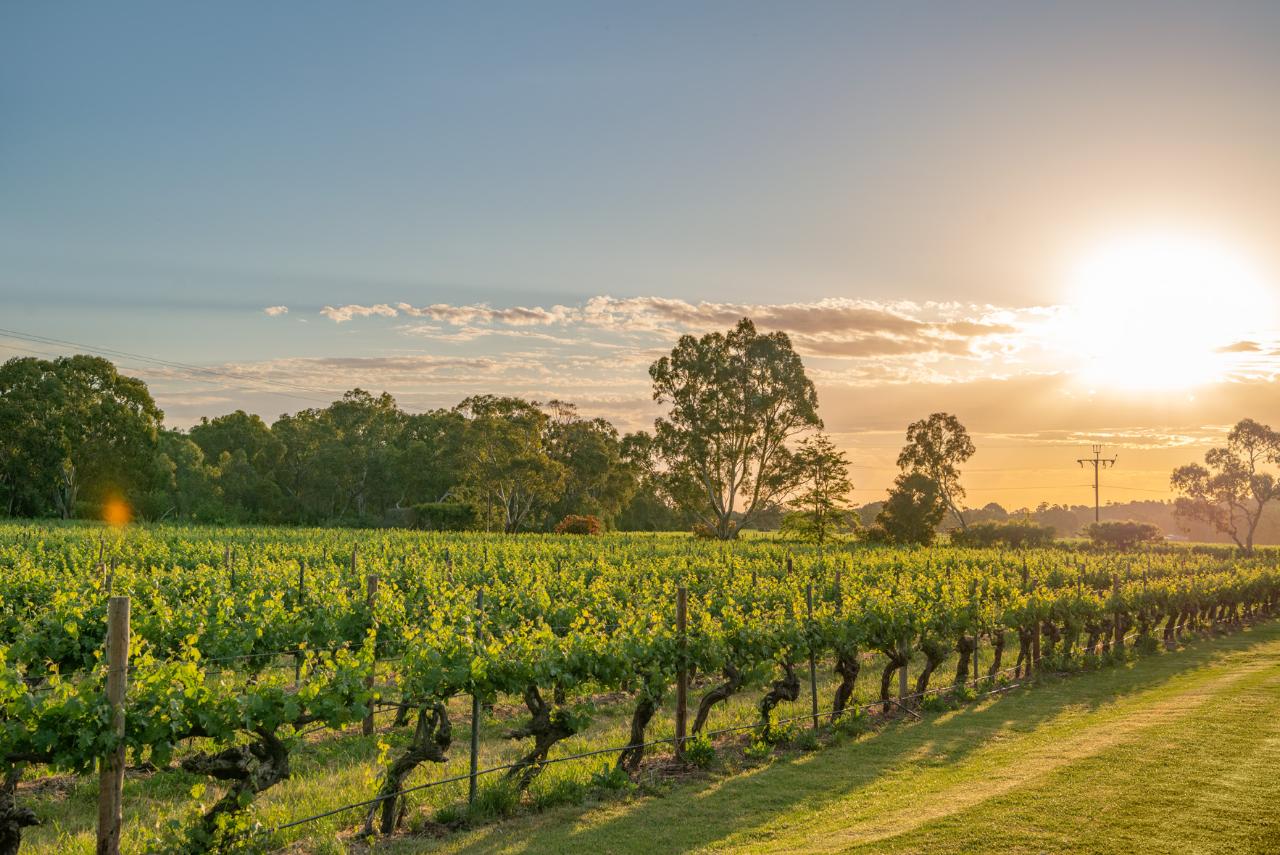 Explore, Wine & Dine In Mclaren Vale