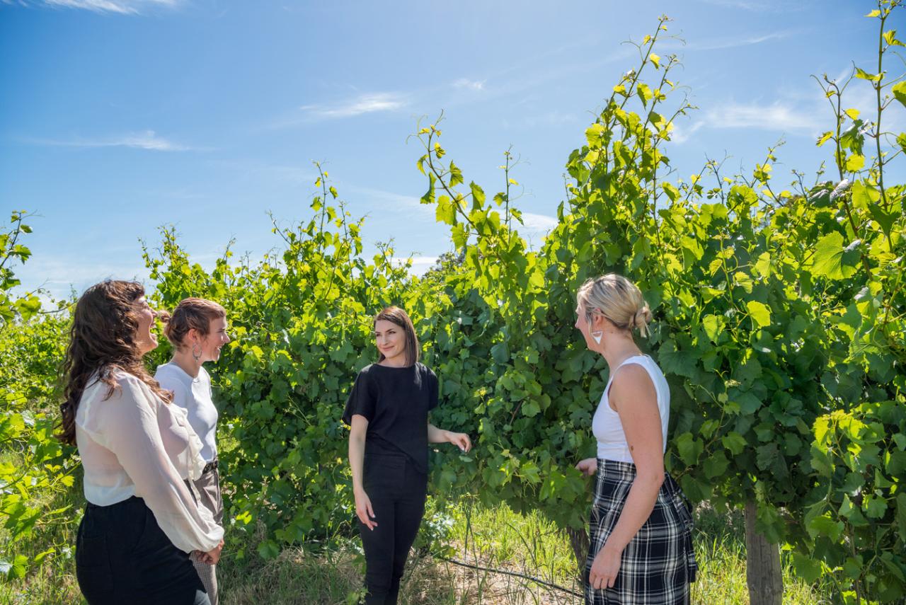 Explore, Wine & Dine In Mclaren Vale