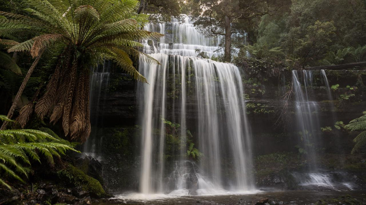 Mt Field National Park - Premium Private Photo-Oriented Day Tour