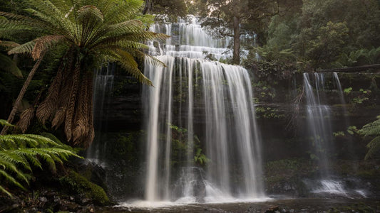 Mt Field National Park - Premium Private Photo-Oriented Day Tour