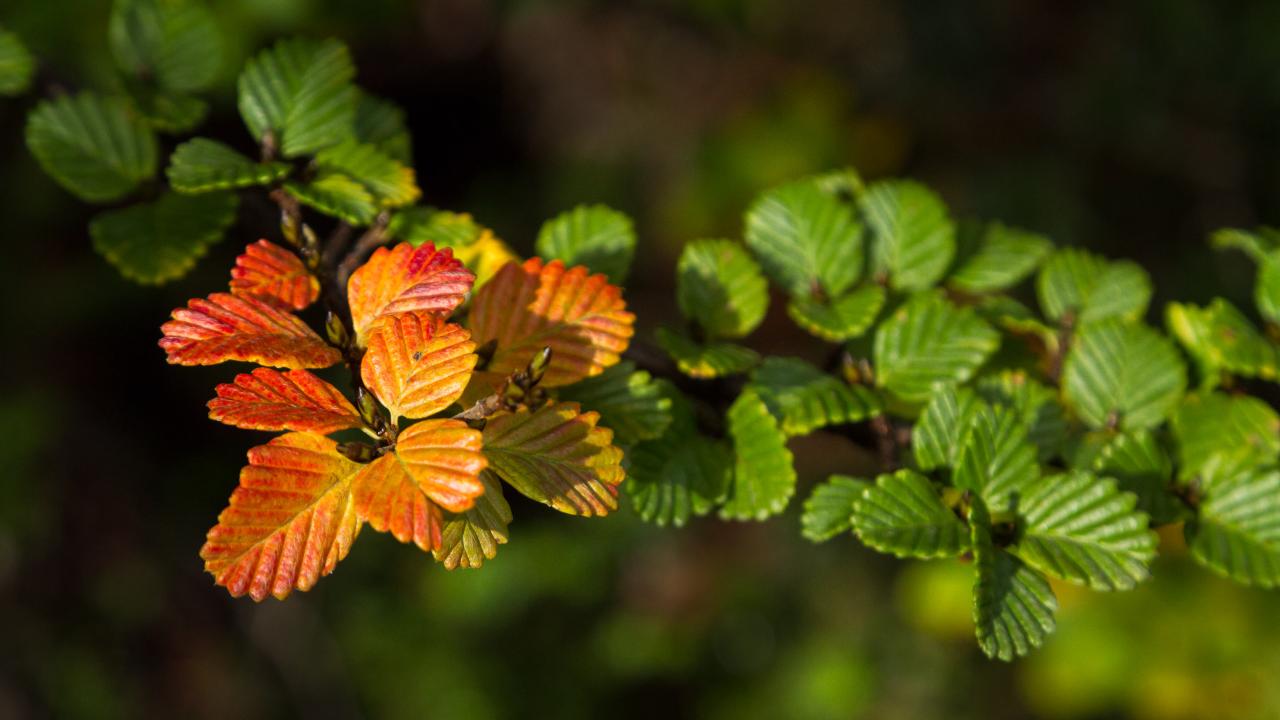 Mt Field National Park - Premium Private Photo-Oriented Day Tour