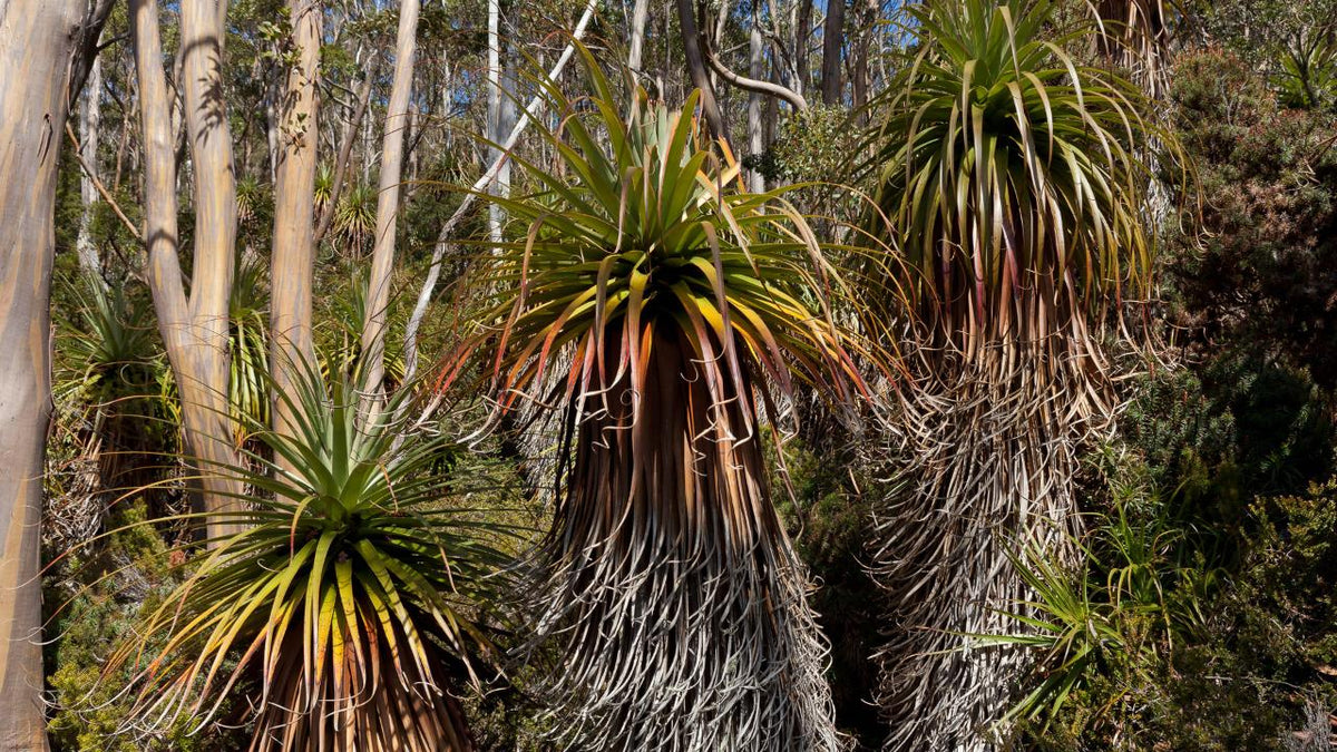 Mt Field National Park - Premium Private Photo-Oriented Day Tour
