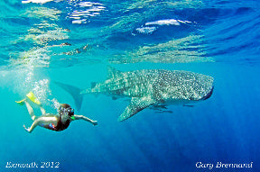 Deluxe Whaleshark Swim Tour Aboard Blue Strike