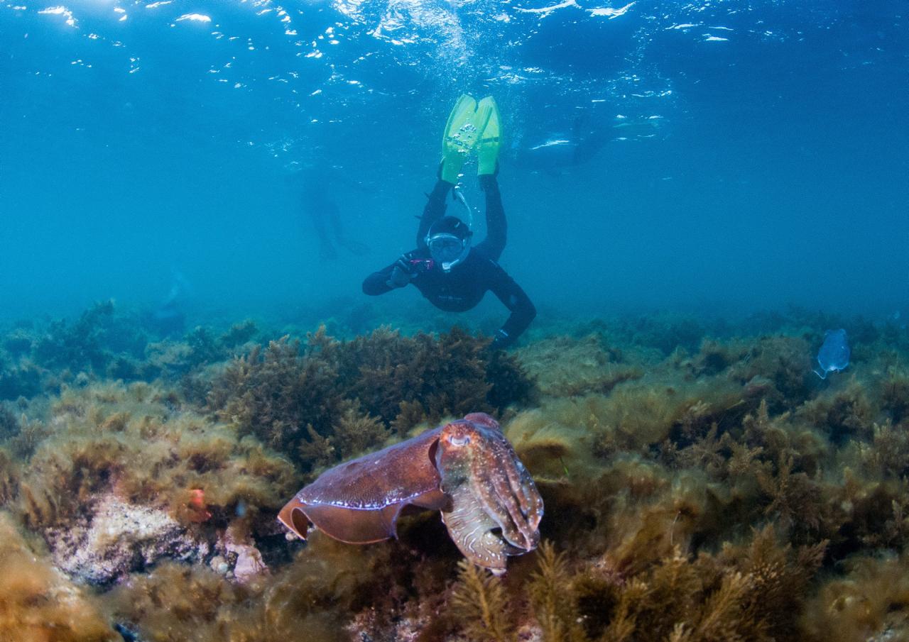Swim With The Giant Cuttlefish