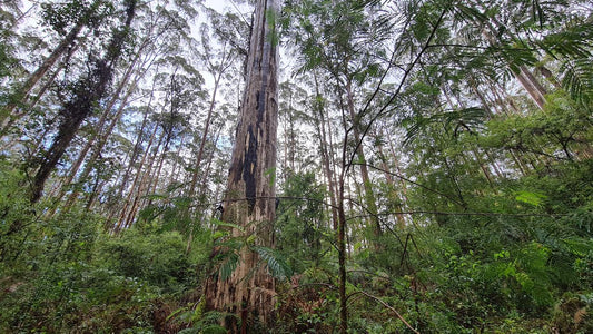 Bibbulmun Multi-Day Hike - Pemberton - Northcliffe