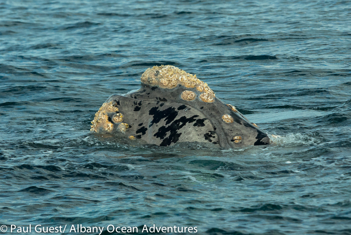 Your Whale Adventure