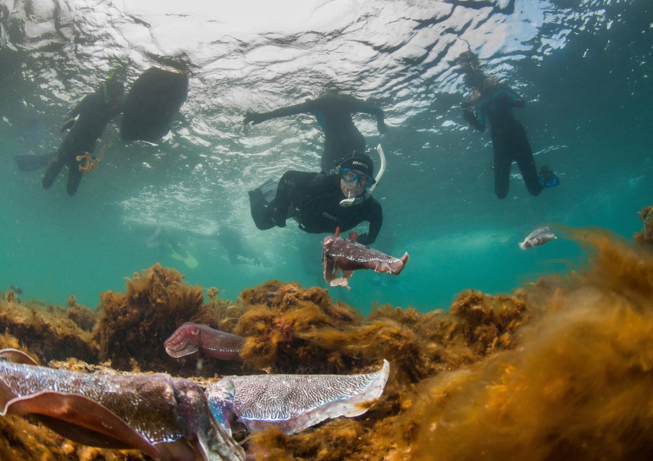 Swim With The Giant Cuttlefish
