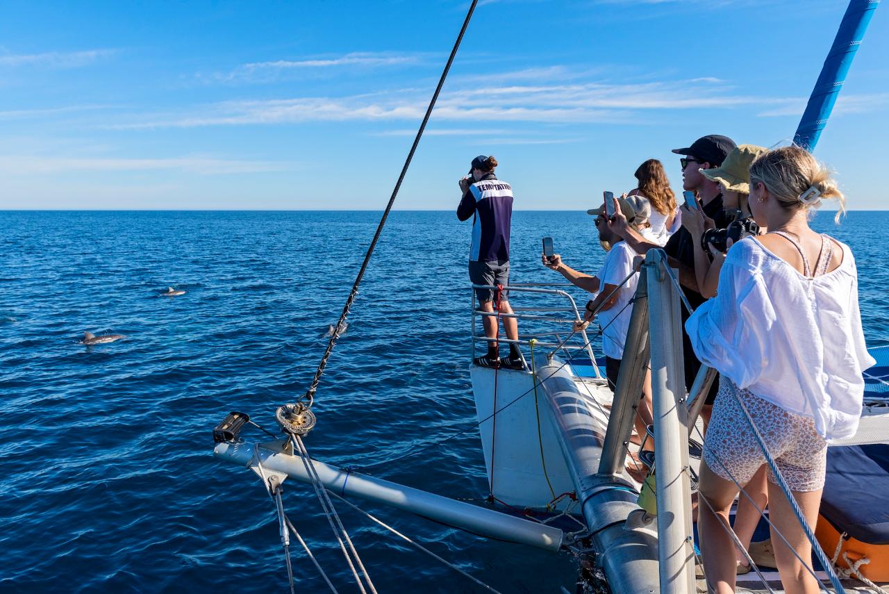 Wild Dolphin Watch