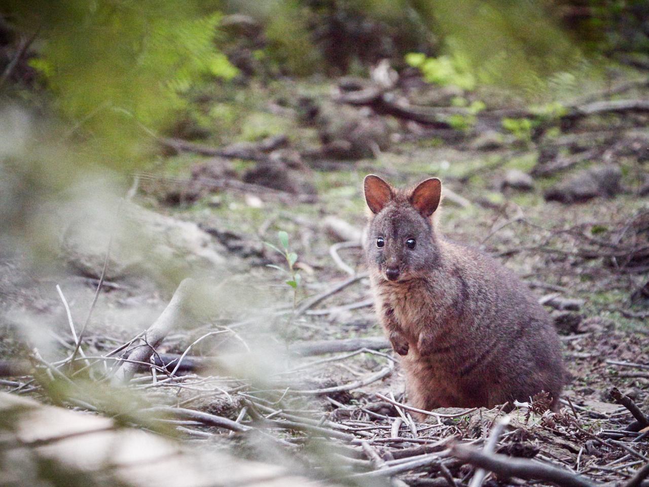Three Capes & Tukana, Tasman Peninsula - Lutruwita Tasmania - 4 Days