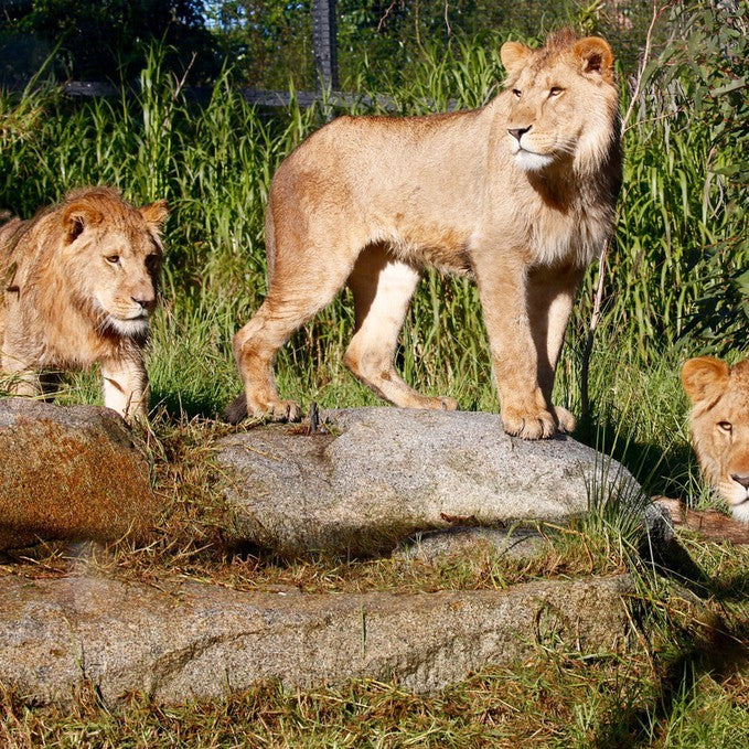 Deluxe Safari Adventure & General Entry