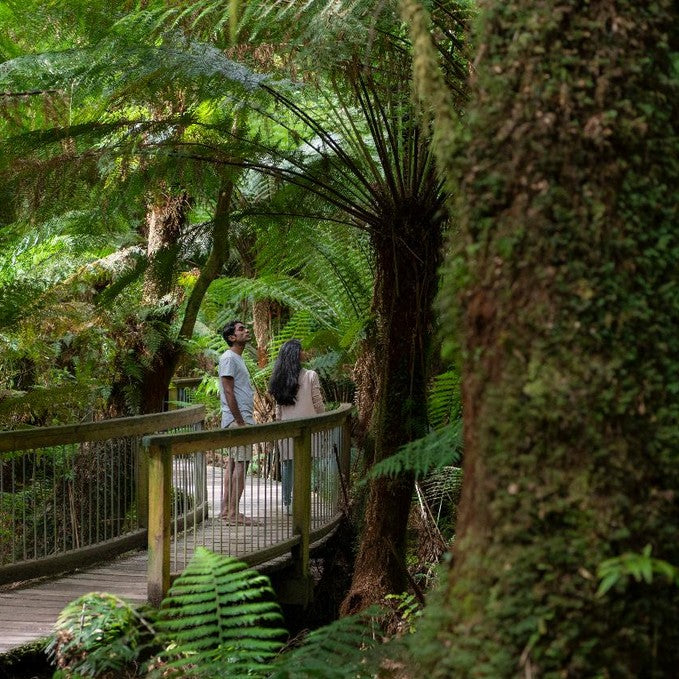 Wildlife Tours Australia: Great Ocean Road Rainforest Tour